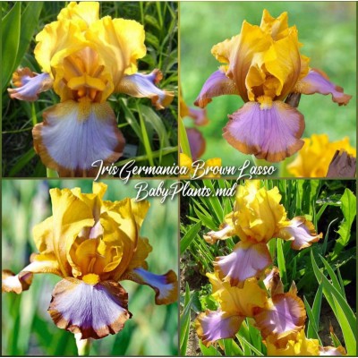 Iris Germanica Brown Lasso